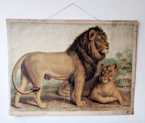 Antique Lion & Lioness Original Educational Wall Chart by A