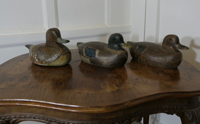 Painted and Carved Decoy Ducks, 1890s-1910s, Set of 3 for sale at