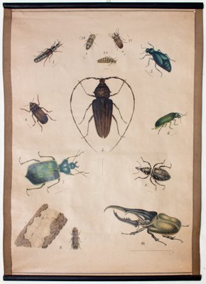 Bugs Chart