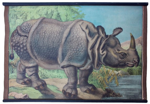 Bohemian Rhino Educational Chart By Karl Jansky 1897 For Sale At