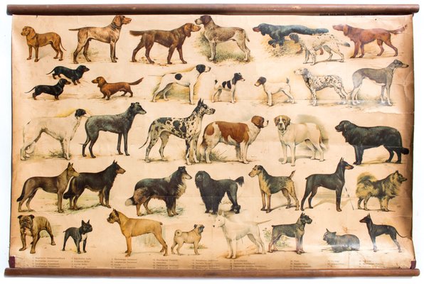 Picture Chart Of All Dog Breeds