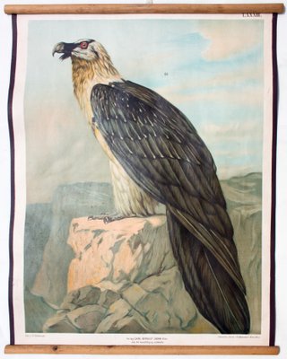 Vulture Chart