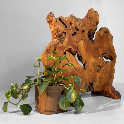 Japanese Keyaki Zelkova Root Wood Decoration, 1900s for sale at Pamono