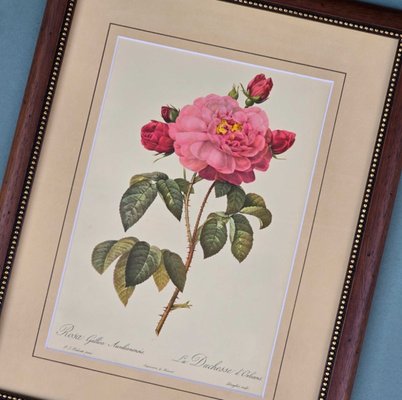 Vintage Pierre-Joseph Redouté 