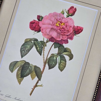 Pierre-Joseph Redout、The Roses62 Rosier de Chine - based on an illustration by Pierre Joseph