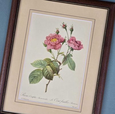 Pierre-Joseph Redouté, Roses, 1950s, Lithographs, Framed, Set of 2