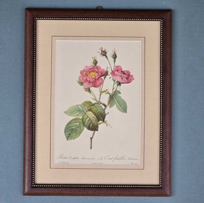 Pierre-Joseph Redouté, Roses, 1950s, Lithographs, Framed