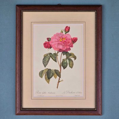 Pierre-Joseph Redouté, Roses, 1950s, Lithographs, Framed, Set of 2