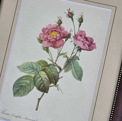 Pierre-Joseph Redouté, Roses, 1950s, Lithographs, Framed