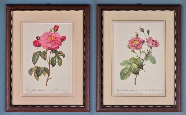 Pierre-Joseph Redouté, Roses, 1950s, Lithographs, Framed, Set of 2
