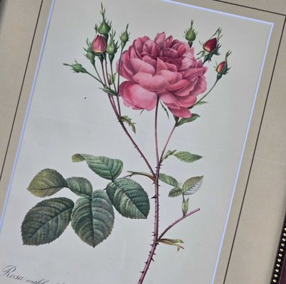 Pierre-Joseph Redout、The Roses48 Redoute's Roses: Amazon.co.uk