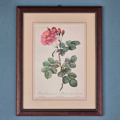 Pierre-Joseph Redouté, Roses, 1950s, Lithographs, Framed