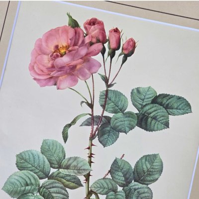 Pierre-Joseph Redout、The Roses46、希少画集画 Rosier de Chine - based on an illustration by Pierre Joseph