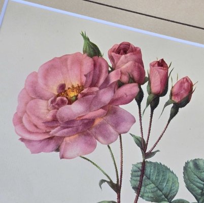 Pierre-Joseph Redout、The Roses62 711o224htgL._UF1000,1000_QL80_.jpg