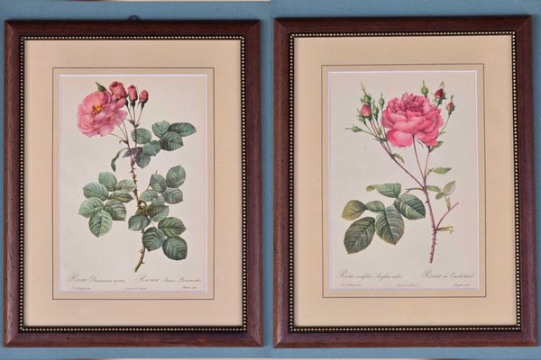 Pierre-Joseph Redout、The Roses48 Pierre-Joseph Redouté, Roses, 1950s, Lithographs, Framed, Set of 2