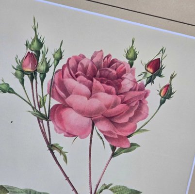 Pierre-Joseph Redouté, Roses, 1950s, Lithographs, Framed