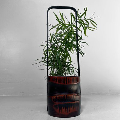 bambus oker Wuchernder Bambus Goldrohrbambus kaufen | Phyllostachys aurea -  Goldrohrbambus