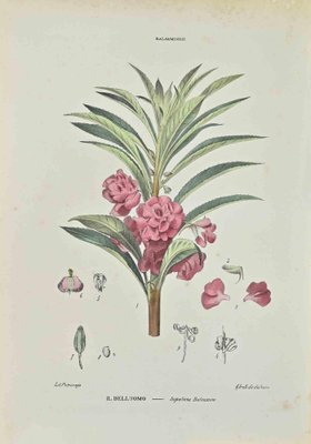 impatiens balsamina flower drawing