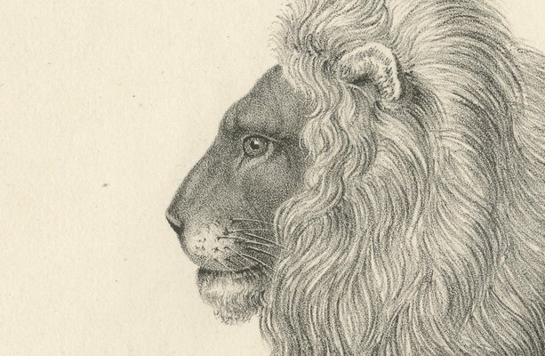 Majestic Barbary Lion Standing in Profile, 1836, Lithograph for