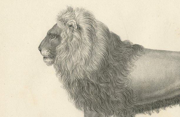 Majestic Barbary Lion Standing in Profile, 1836, Lithograph for