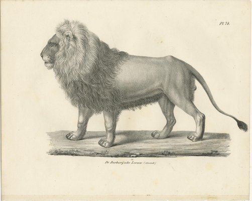 Lionページ Majestic Barbary Lion Standing in Profile, 1836, Lithograph for