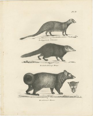 C.C. G. Zool., Egyptian Mongoose, Dark Mongoose, and Ringtail