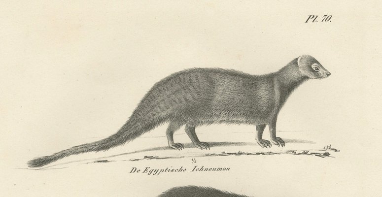 C.C. G. Zool., Egyptian Mongoose, Dark Mongoose, and Ringtail