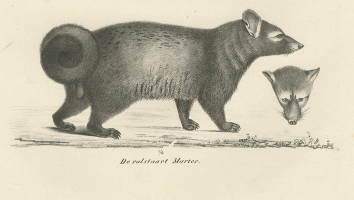 C.C. G. Zool., Egyptian Mongoose, Dark Mongoose, and Ringtail