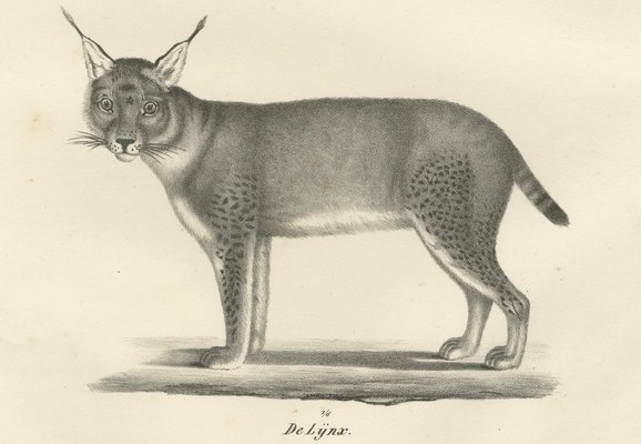 信州まなぶ ポスター Caracal Artwork Caracal Face