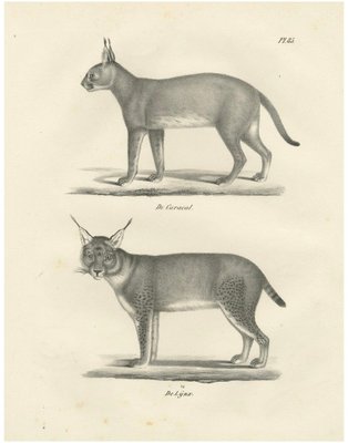信州まなぶ ポスター Caracal Artwork 信州まなぶ ポスター Caracal Artwork 信州まなぶ ポスター