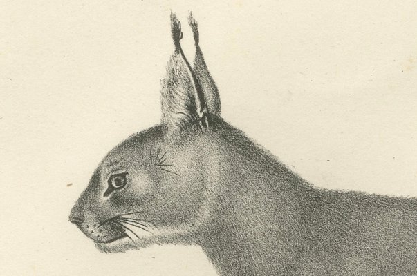 信州まなぶ ポスター Caracal Artwork Caracal (Floppa) Mizpah - Illustrations ART street