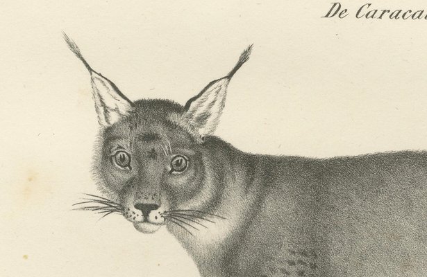 C.C. G. Zool., The Caracal and Lynx in Profile, 1836