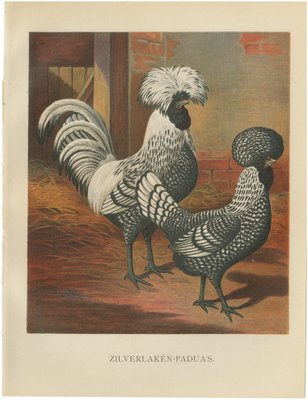 レア！Malekko Spring Chicken Reverb　中古美品 alpine-corporation-garden-