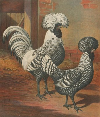 The Regal Silver Polish Chicken, 1888, Lithograph for sale at Pamono