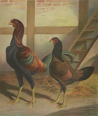 Förster, Malay Chickens, Lithograph, 1888 for sale at Pamono