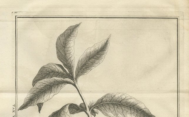 Kaffeepflanze, 1737, Papier bei Pamono kaufen