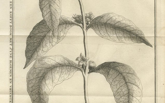 kunstpflanze 80 cm Kunstpflanze Alocasia 80 cm schnell günstig online kaufen