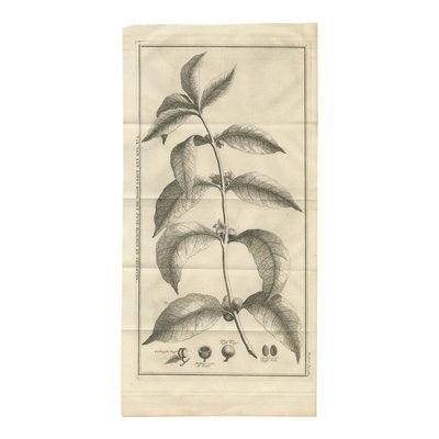 Kaffeepflanze, 1737, Papier bei Pamono kaufen