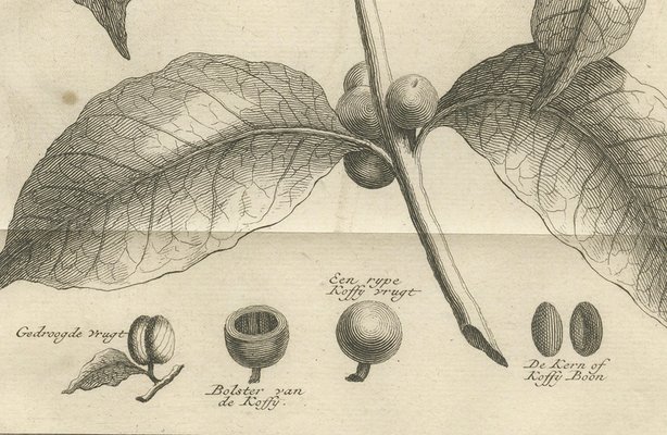 Kaffeepflanze, 1737, Papier bei Pamono kaufen