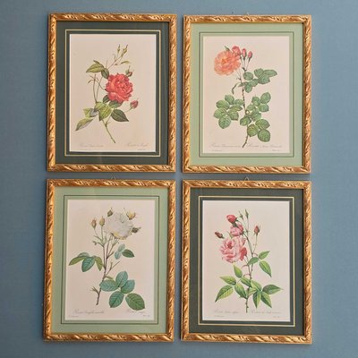 After Pierre-Joseph Redouté, Roses, 1950s, Prints, Framed