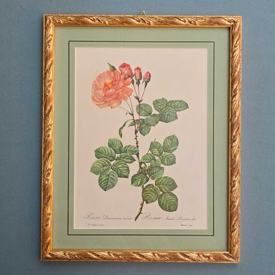 After Pierre-Joseph Redouté, Roses, 1950s, Prints, Framed