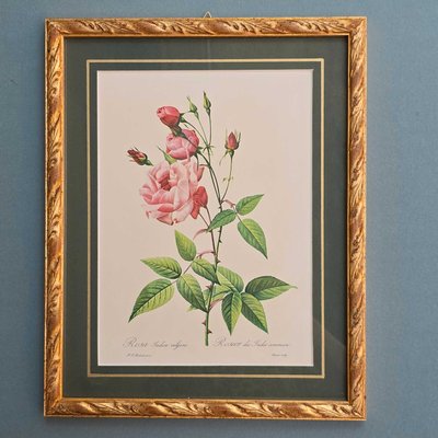 After Pierre-Joseph Redouté, Roses, 1950s, Prints, Framed