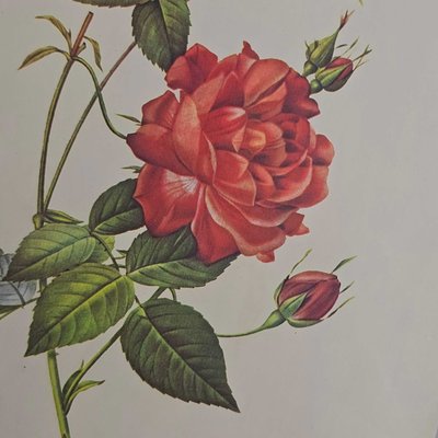After Pierre-Joseph Redouté, Roses, 1950s, Prints, Framed