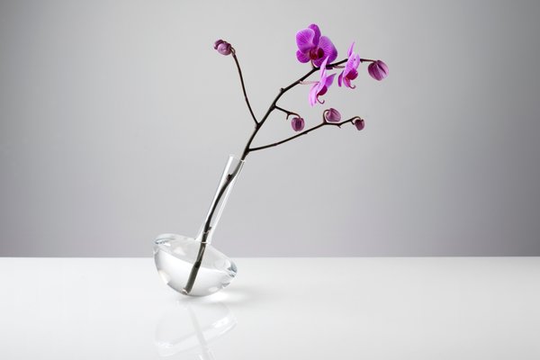 Gauge Klarglas Vase Fur Einzelne Blume Von Jim Rokos Fur Giant Mountains Of Bohemia Glassworks 2015 Bei Pamono Kaufen