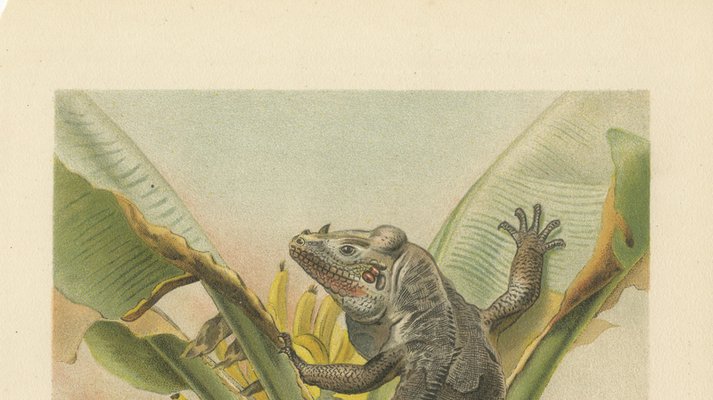 P. J. Smit, The Black Iguana on Banana Tree, 1895, Color