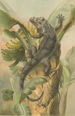 P. J. Smit, The Black Iguana on Banana Tree, 1895, Color