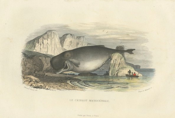 After Édouard Traviès, The Sperm Whale, 1840, Hand-Colored