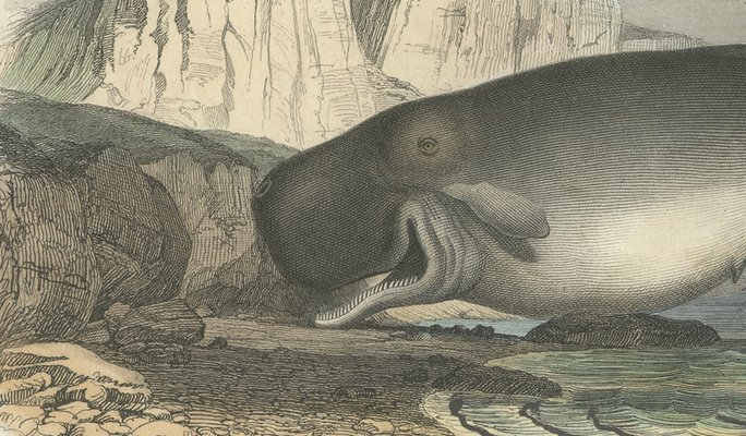After Édouard Traviès, The Sperm Whale, 1840, Hand-Colored