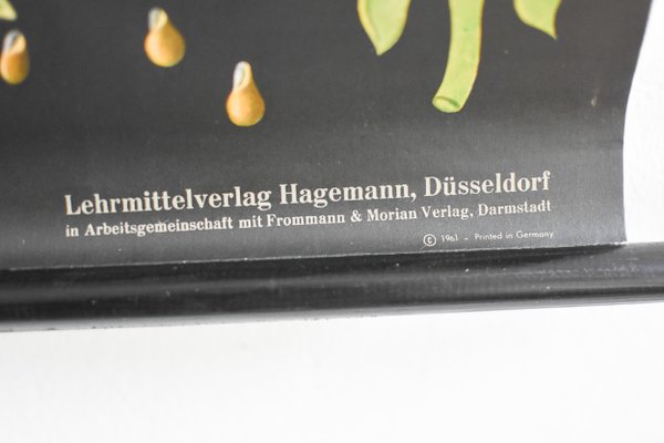 Hagemann Botanical Charts