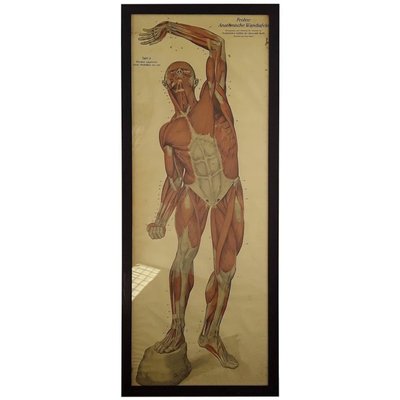 American Frohse Anatomical Charts Key